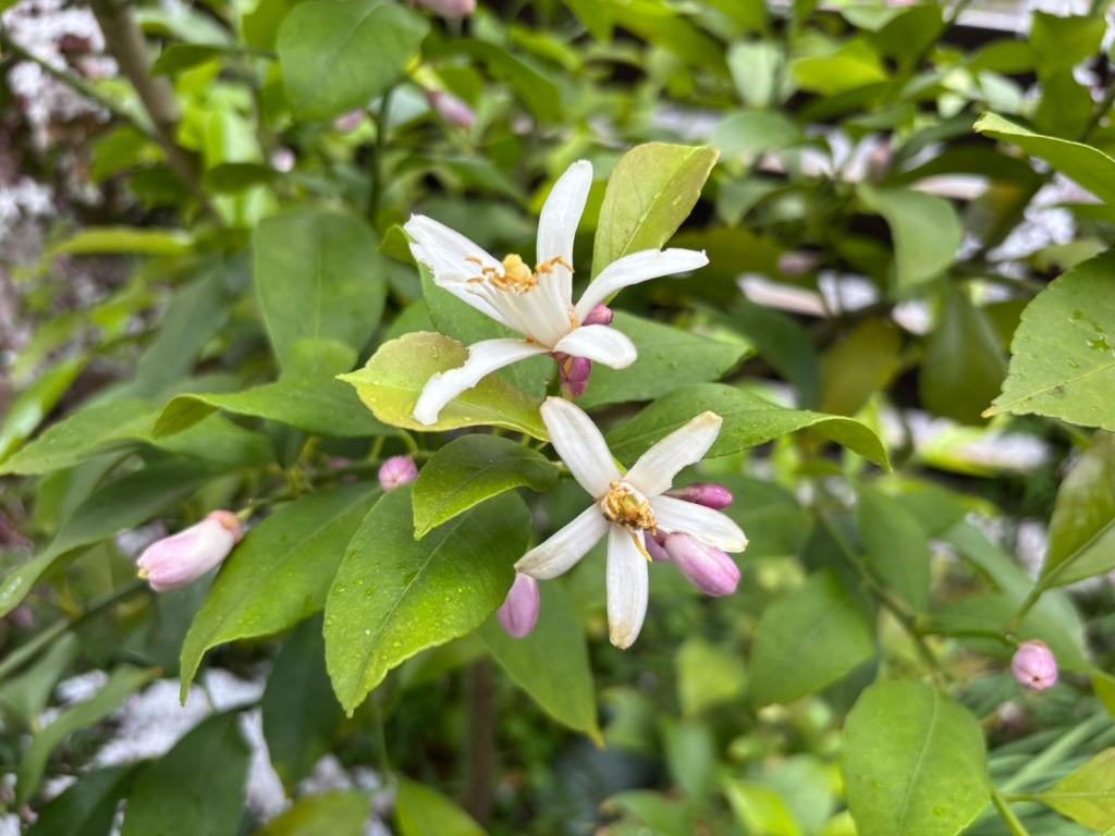 今日から９月です