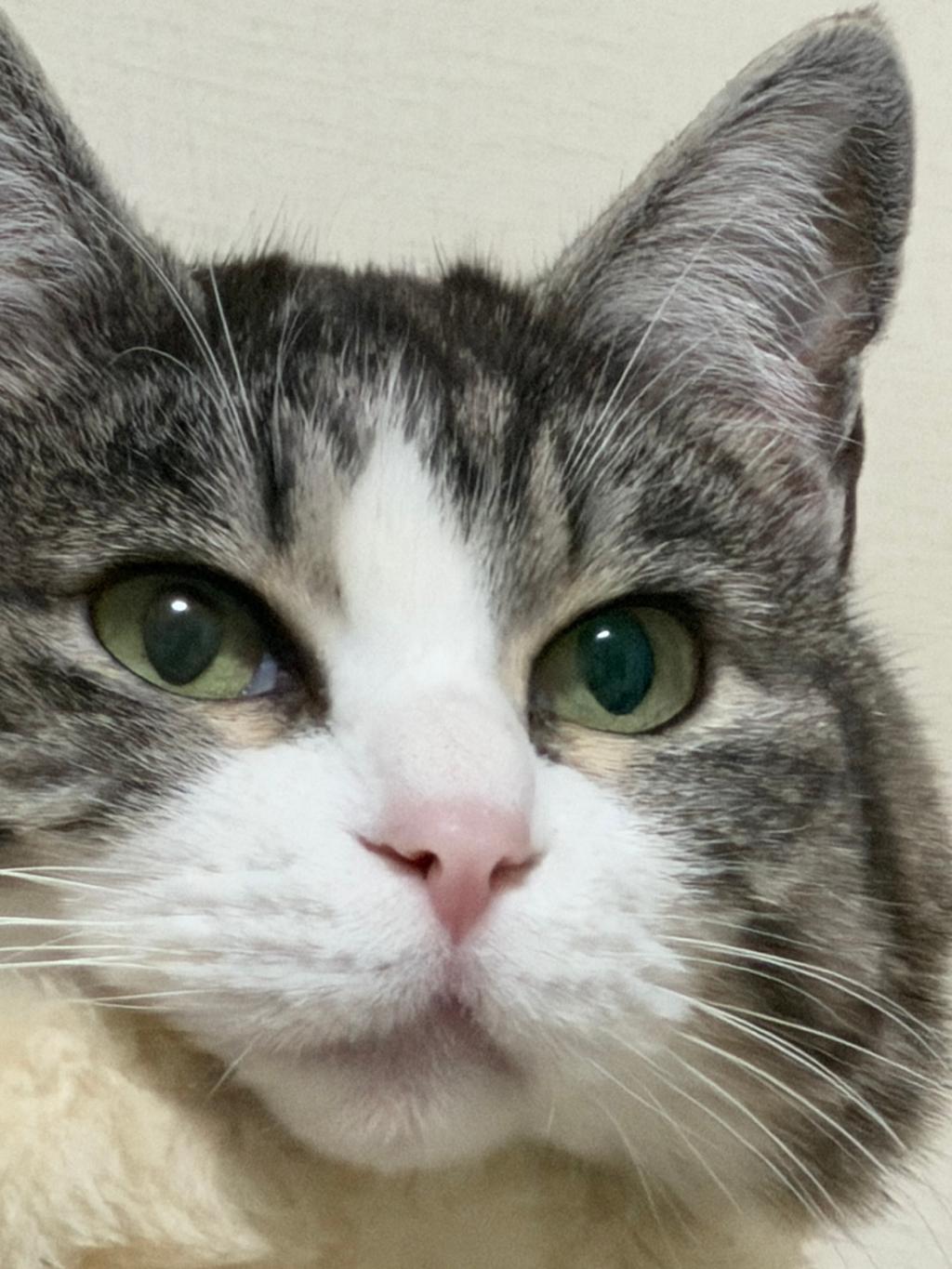 高画質とふわふわをGET！