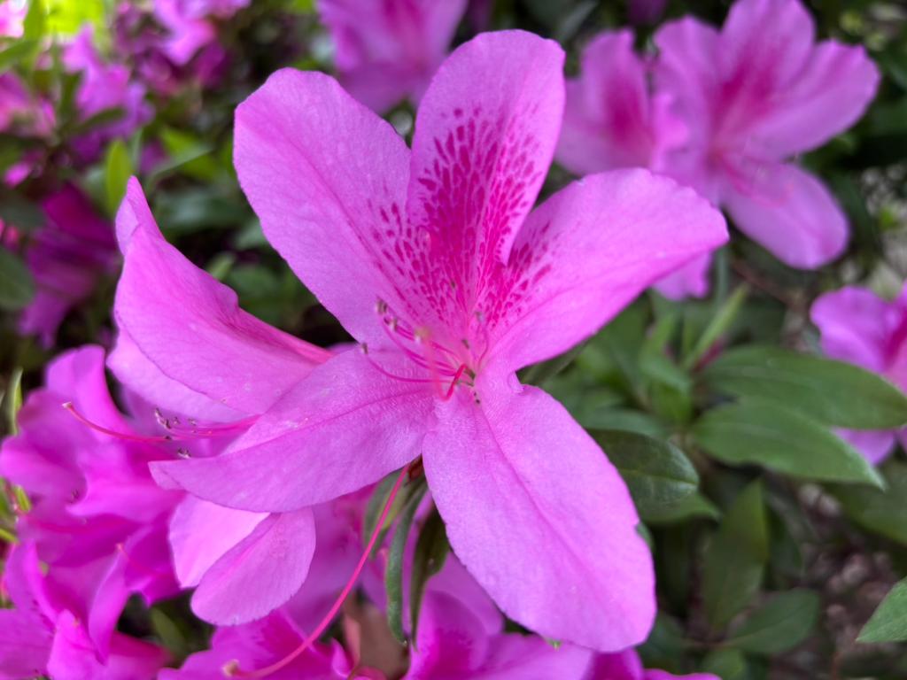 今日から５月です