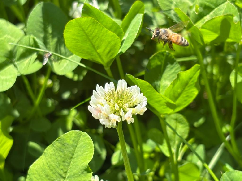 ５月も半月が経ちました