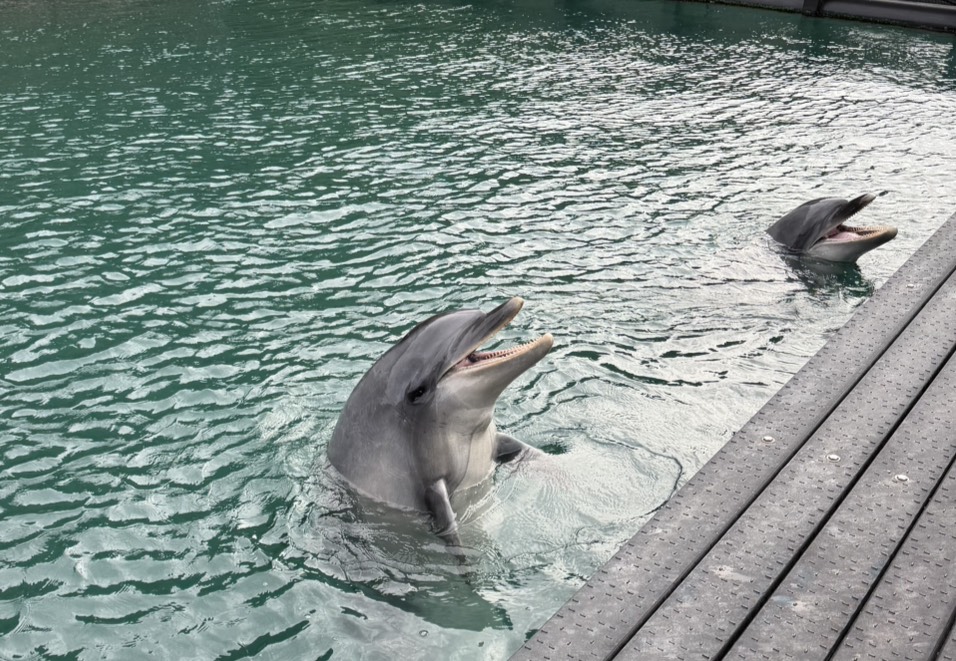 太地町立くじらの博物館🐋