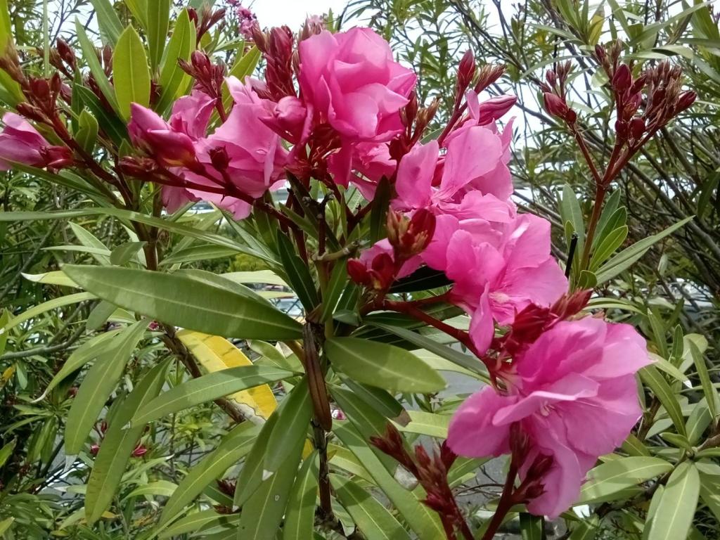 今日から６月です