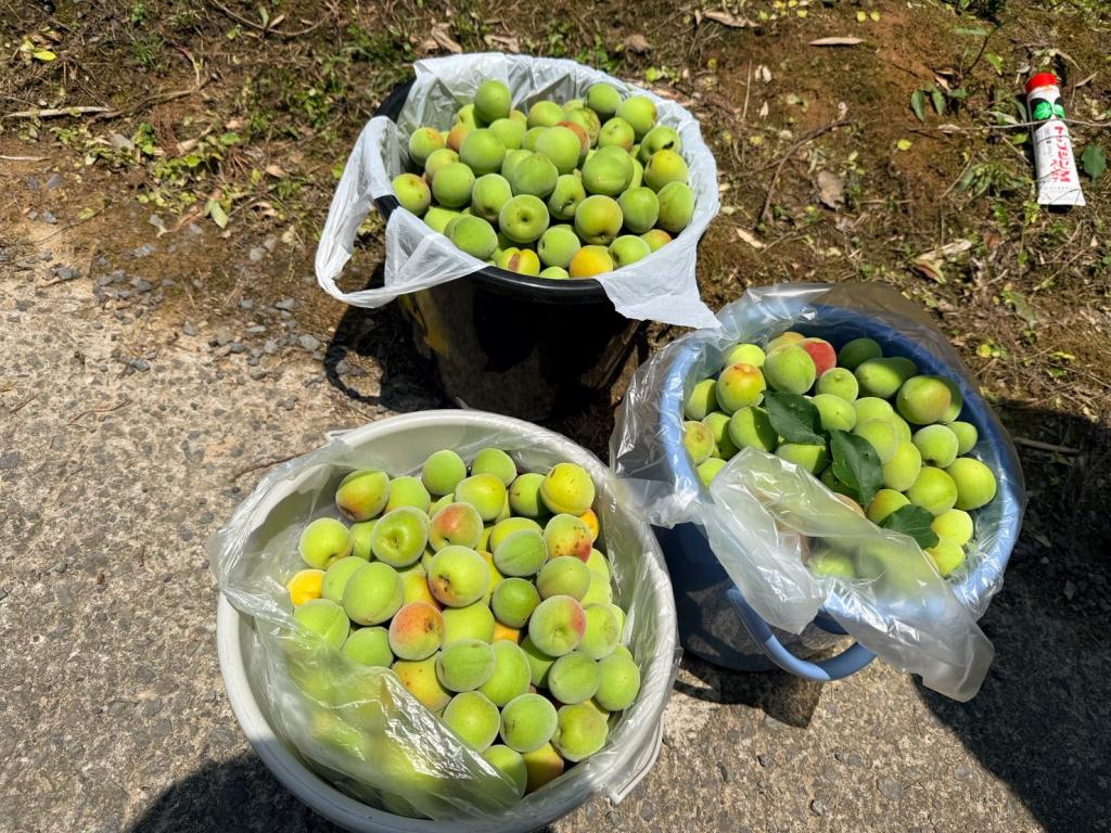 ６月も半月が経ちました