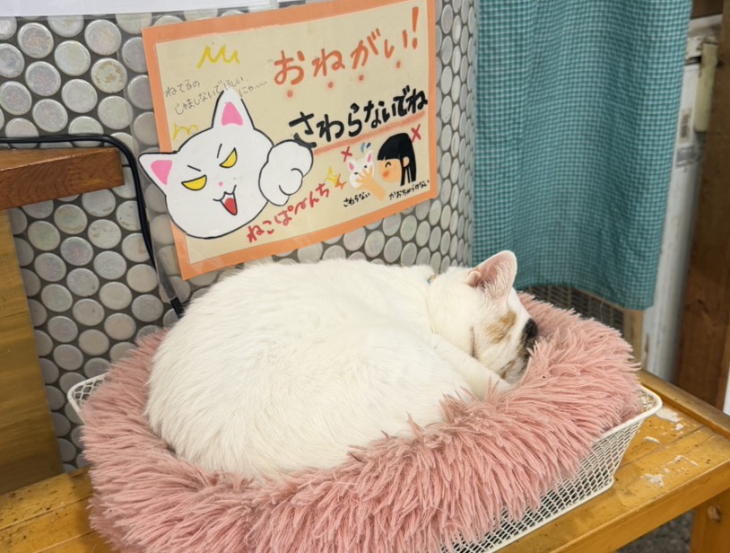 またまたイルカです！🐬